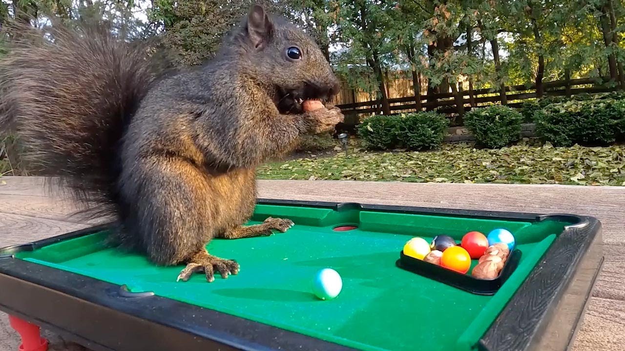 SQUIRRELS PLAY SNOOKER Wild Animals Show Off Tricks YouTube