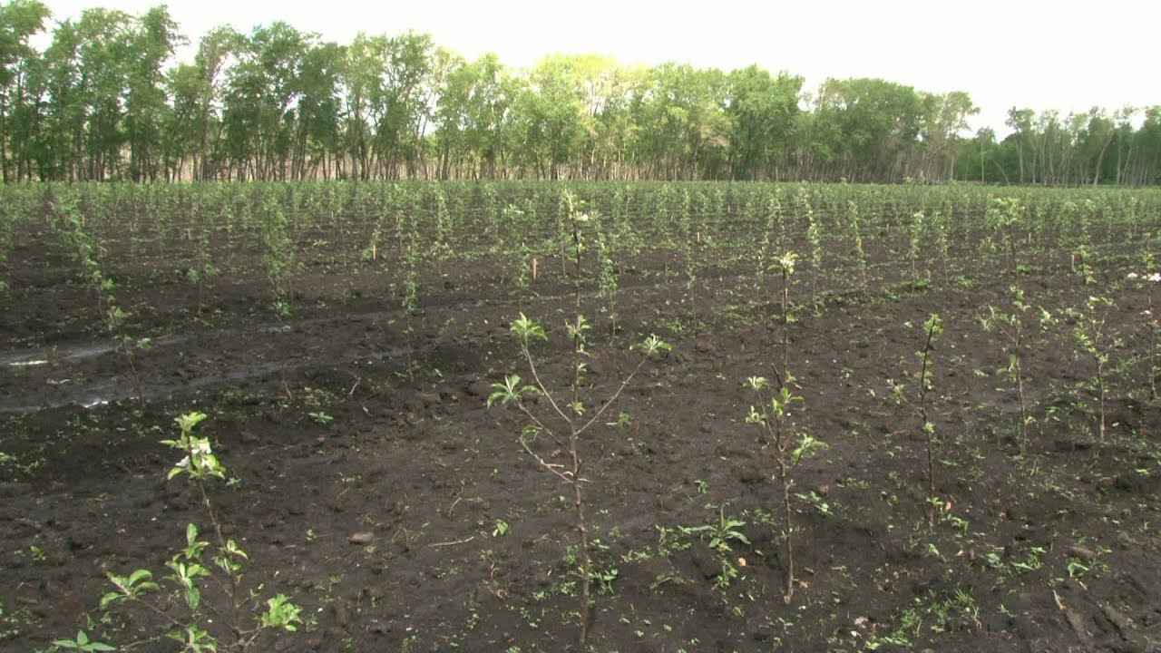 Новые яблоневые сады в пос. Базевском - YouTube