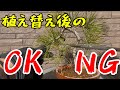 【初心者向け】黒松ミニ盆栽、失敗しない植え替え後の管理、これで枯らさない!