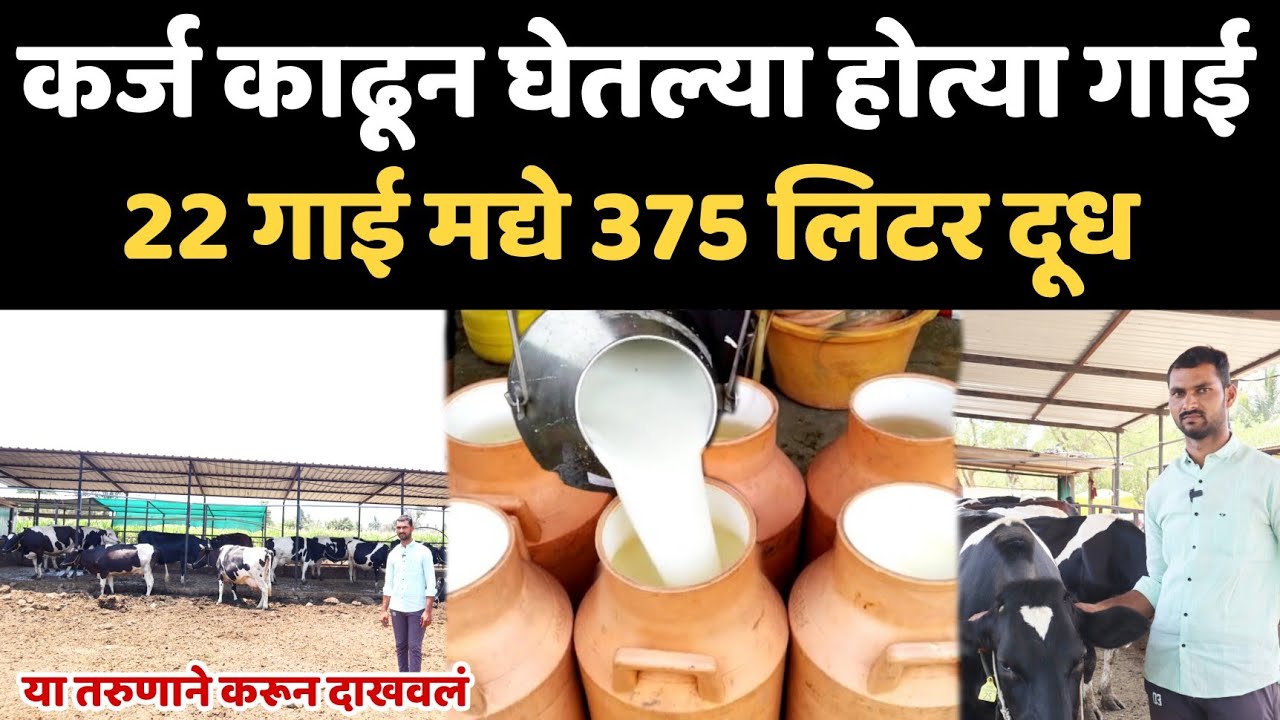 22 गाई मद्ये 375 लिटर दूध।कर्ज काढून घेतल्या होत्या गाई।महिना 4 लाख 50 हजार एवढा पगार।आता आहेत 37गाई
