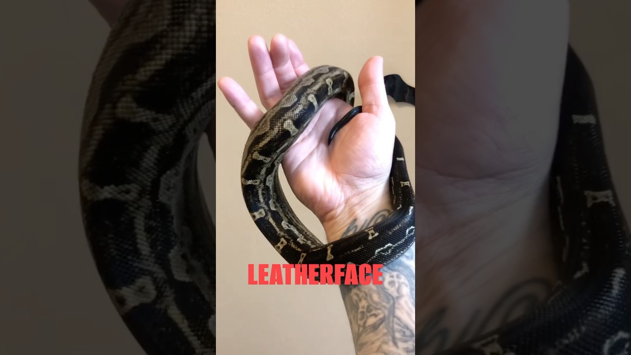 LEATHERFACE ⛓️🪚 ANERY TYPE 1 MOTLEY AZTEC BOA IMPERATOR #🌑