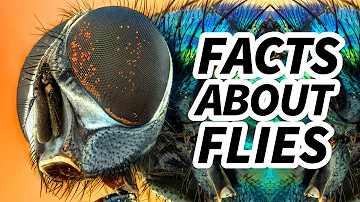 Fly Facts: BUZZING with TWO WINGS | Animal Fact Files