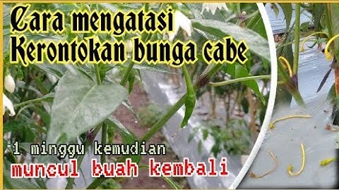 Cara Mengatasi Kerontokan Bunga Pada Tanaman Cabe |Belajar Bertani Mandiri
