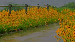 The sound of rain between flowers puts your mind at ease.