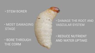 Introduction Of Insect Pest