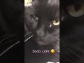My cat 🐈‍⬛💖#Julietsrebornsandmore#catvideos #cat#cute