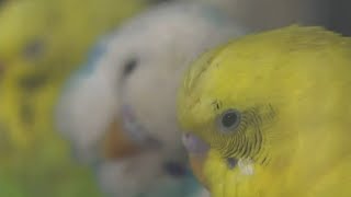 Son of animal hoarder surrenders 837 parakeets to animal rescue in Macomb County