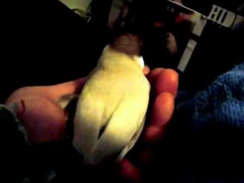 シナモン文鳥　ねむねむ。