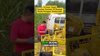 Kenapa Durian yang Gagal Seleksi Dibuang di Luar Negeri, Tapi Dimanfaatkan di Indonesia⁉️