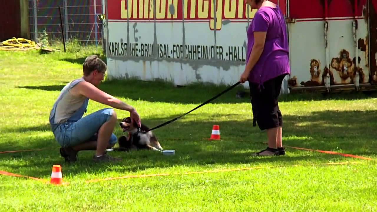 Erste Welpenstunde von Angus, Grey und Amy