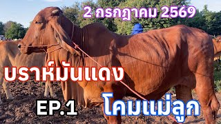 EP.1 #ราคาวัววันนี้ 2 ก.ค.2569 #ตลาดวัวบ้านกุดหว้า #อำเภอกุฉินารายณ์จังหวัดกาฬสินธุ์ #บราห์มันแดง
