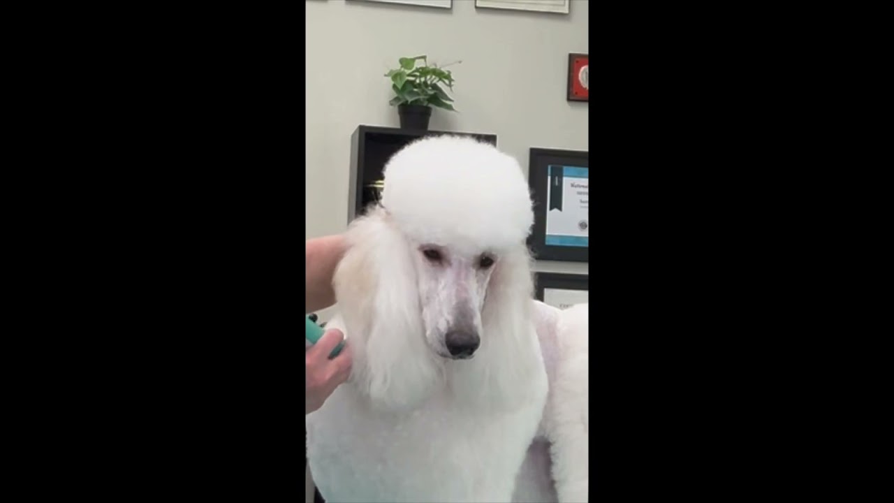 Should a dog groomer trim a dog’s whiskers? Let me know what you think in the comments below. 