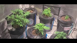 Budget DWC  Marshydro TS3000 week3 of vegetation high stress training only