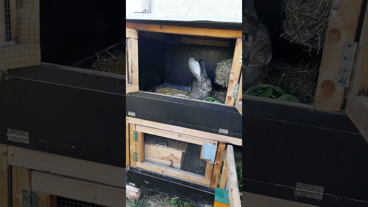 Deutsche Riesen in wildfarben 