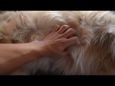 Belly Scritches - Belly Scritches