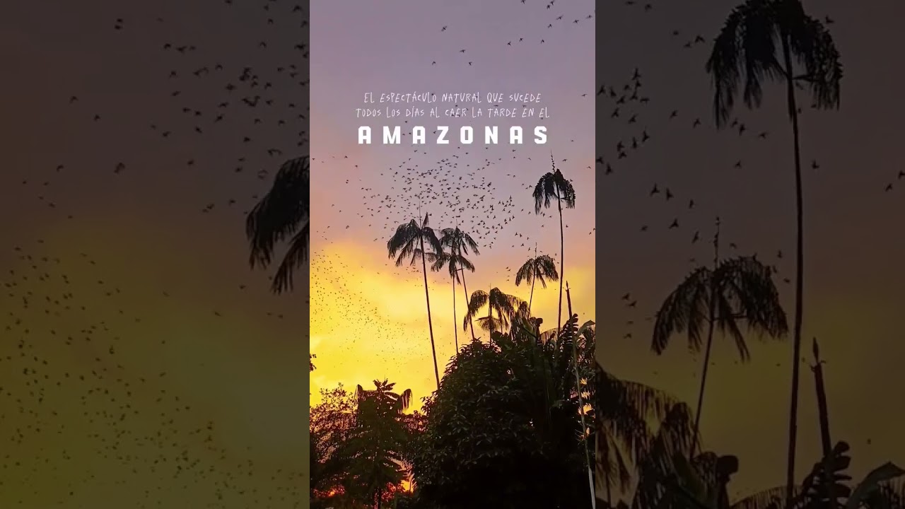 Un fenómeno increíble en el Amazonas 