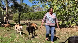 Advocates fear politics could put greyhound adoptions in jeopardy