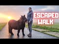 Escaped Spidey!!🕷️ I have to walk, I don&#39;t do that alone! | The Blow | Friesian Horses