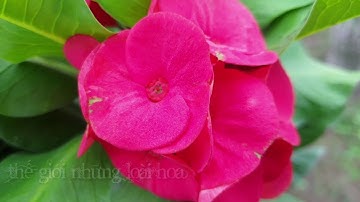 Xương rồng Bát Tiên- Tên khoa học:Euphorbia milii