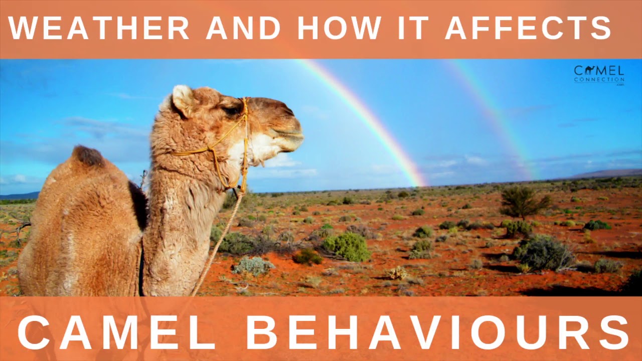 Weather & How It Affects Camel Behavious - YouTube