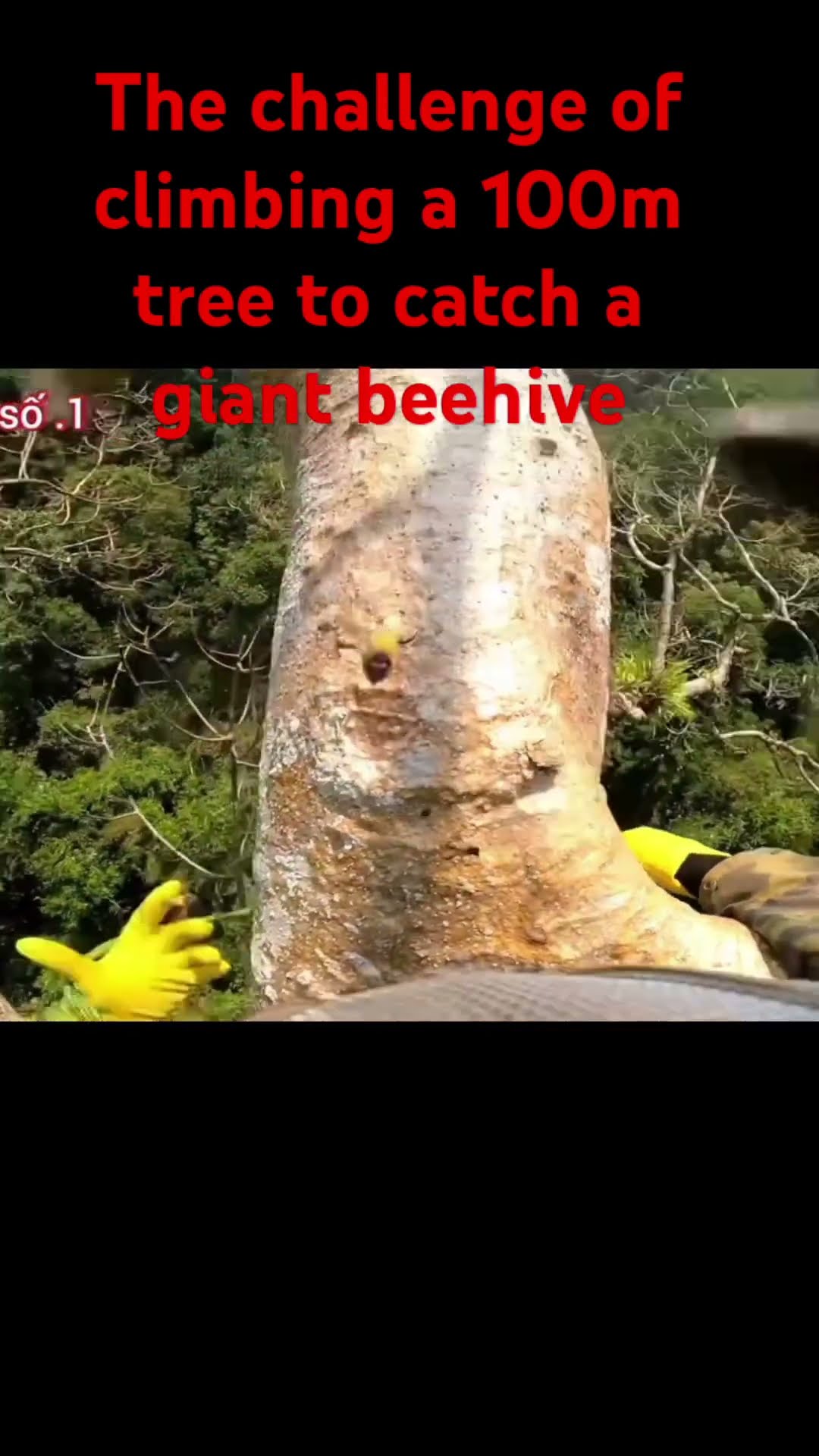 The challenge of climbing a 100m tree to catch a giant beehive# ...