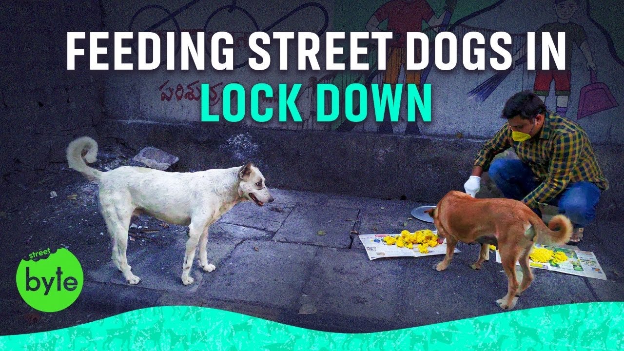 Feeding Stray Dogs in Lockdown Chicken Rice Ameerpet YouTube