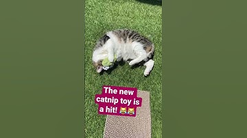 Cat loves her new catnip toy 😻 #cute #cat #catshorts