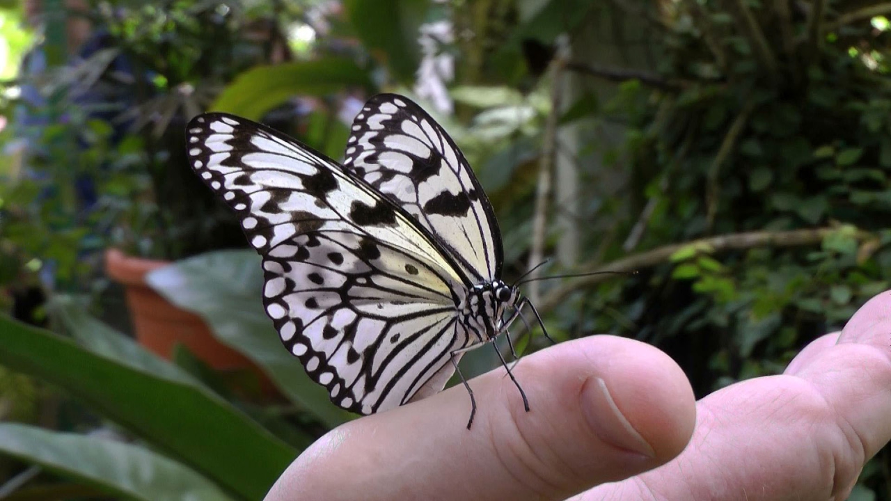 Покажи где бабочка. Ферма бабочек Пенанг. Баттерфляй ферма бабочек. Экскурсия бабочек. Живые бабочки.