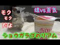 bushbaby  お猿のリアムと加湿器