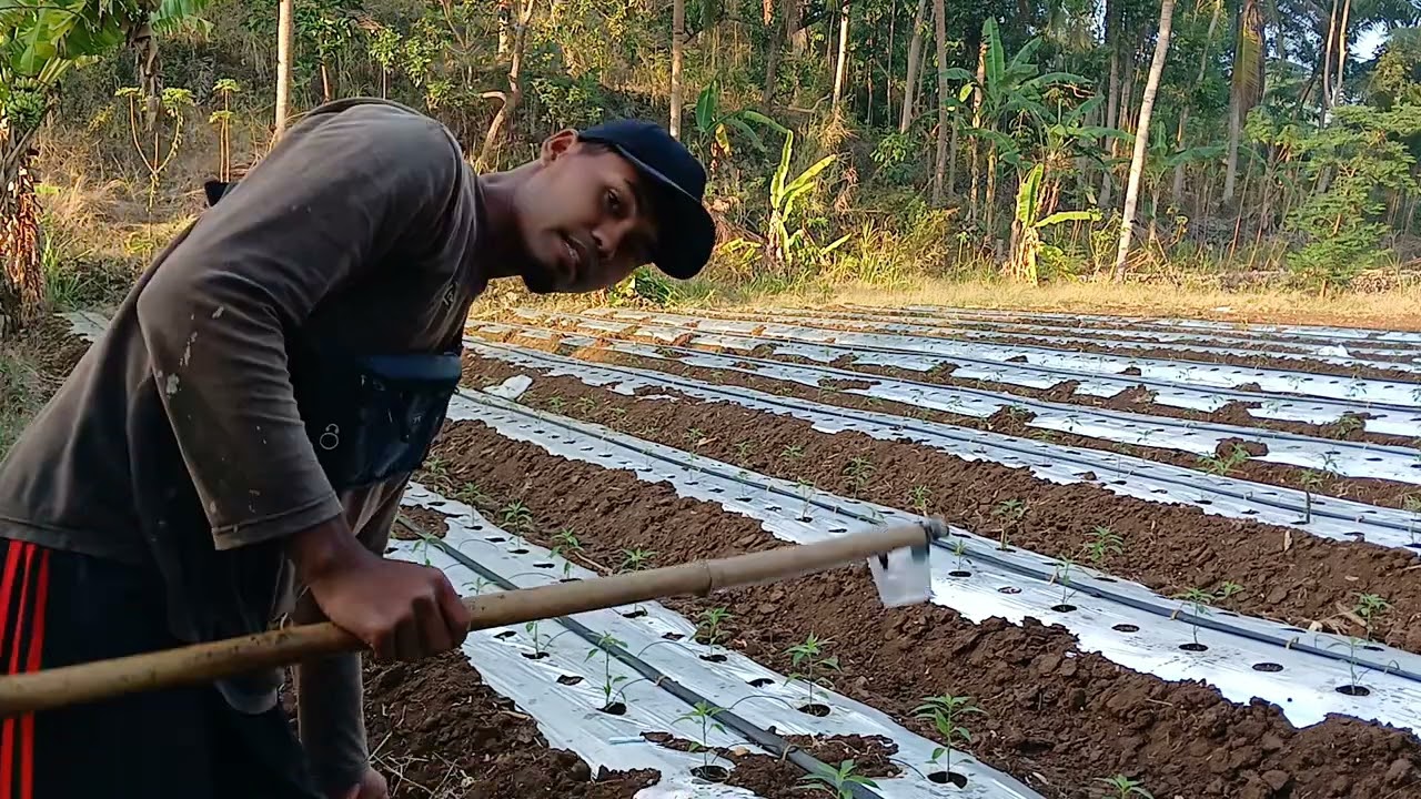 Pengocoran Kedua 10 hst || Cabe Merah Keriting