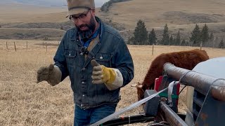 Cow Zapper Ten Thousand - keep the cows off your bumper!