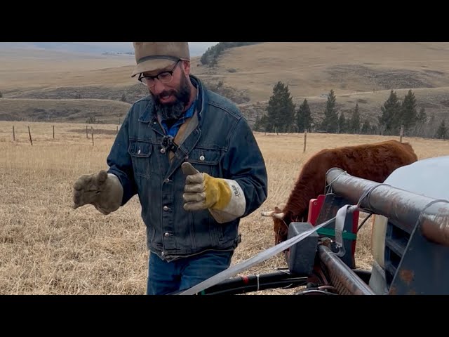 Cow Zapper Ten Thousand - keep the cows off your bumper!