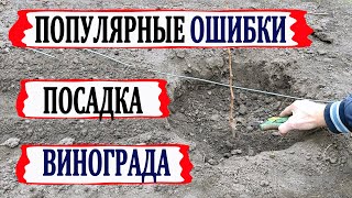 видео: 🍇 ЭТИ 3 ОШИБКИ при ПОСАДКЕ ВИНОГРАДА перевернут Ваш  уход за виноградом с ног на голову. картинка: 🍇 ЭТИ 3 ОШИБКИ при ПОСАДКЕ ВИНОГРАДА перевернут Ваш  уход за виноградом с ног на голову.