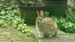 Random Bonnie In My Backyard