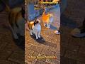 Anne Kuzusu Portakal ve Annesi #cat #catshorts #cuteanimals #cute #streetcats