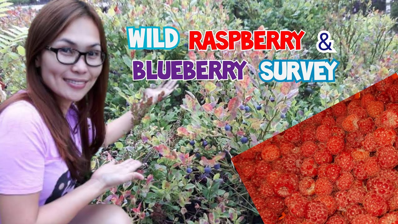 Raspberry and Blueberry survey in the forest - YouTube