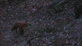 Opossum Meets Red Fox in Toronto