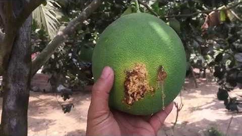 Sâu đục trái bưởi và cách trị