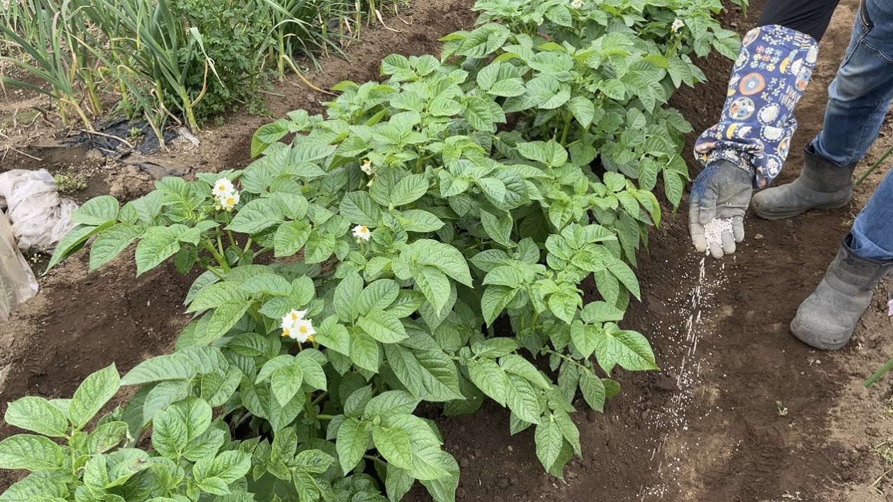 ジャガイモ栽培【ジャガイモが大きくなる２回目の追肥〜土寄せのやり方】園芸講座　22/4/26