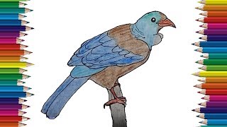 drawing bird draw step tui easy tutorial