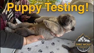 3 week old puppies tested for inherited temperament