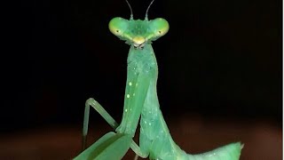 Baby mantis eating a cricket leg