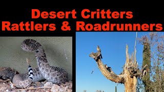 Desert critters: Rattlers 🐍 & Roadrunners, Oh My!