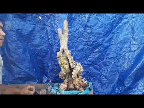 Video dx)25m 862 gl cây khế rừng 300k lh0707713796.khuongsai - youtube