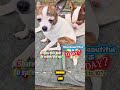 How Beautiful 1 to 10? cute puppy dog video #cutepuppy #Chihuahua #cutedog #funnydogvideos