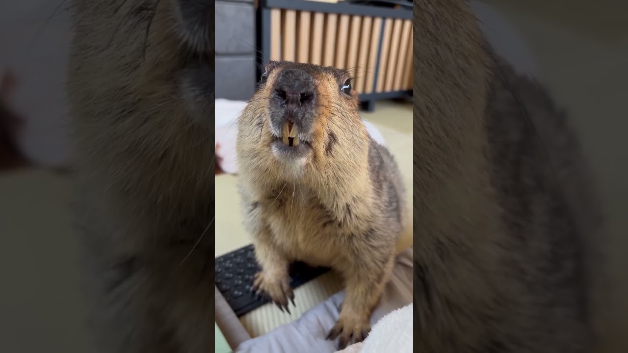 ぬ〜毛布欲しい#marmot #groundhog 