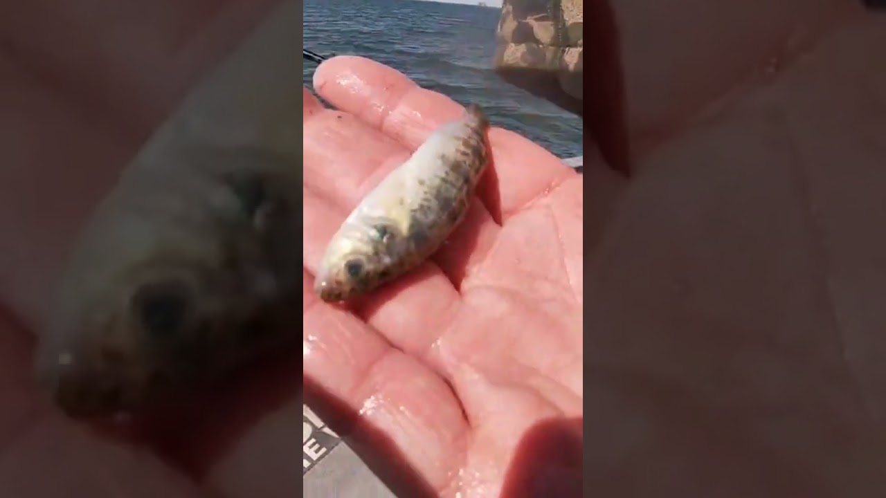 Cannibal perch eat their young babies! 