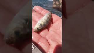 Cannibal perch eat their young babies! #shorts