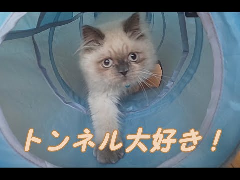 テレビの中に何が入っているの? 不思議に思う猫の様子です【ブサカワ猫の成長日記】#5
