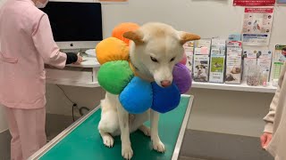 病院でエリザベスをつけてたら大好きな先生の前でずっと凹んでた柴犬
